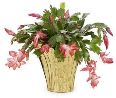 Schlumbergera | DECOALIVE | Cactus de Navidad Natural | Flor de Pascua | Flores Mix Color