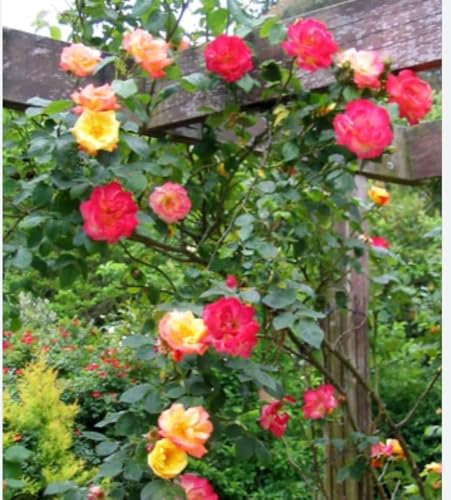 Climbing Rose - Masquerade - Fragrant Rose Plant in A 3/4 Litre Pot
