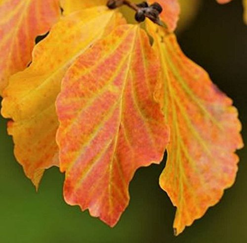 Eisenholzbaum Vanessa 60-80cm - Parrotia persica - lebende Gartenpflanze aus den Baumschulen