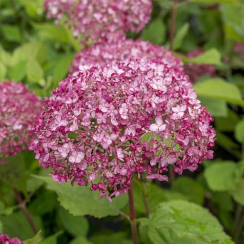 Hydrangea arborescens 'Annabelle', RHS AGM Winner with Enormous Spherical White Flowers, Ideal for Shady Borders, 3X 12 Litre Pots by Thompson and Morgan