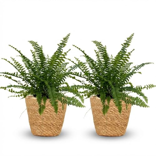 Nephrolepsis Exaltata Green Lady Feln – Set di 2 piante da interno nel cestino Ø 12 cm altezza 25 cm – Pianta verde adatta agli animali domestici – purificazione dell'aria e facile da pulire – per