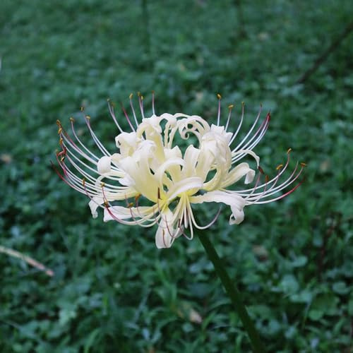 bulbi di giglio ragno - Lycoris radiata resistenti, giardino roccioso raro sul balcone tappezzanti in 3pcs
