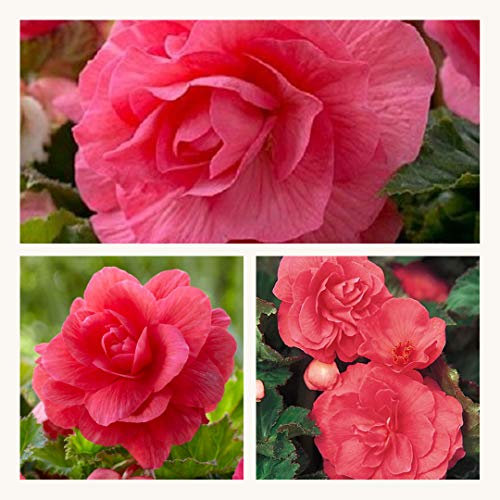 Double Begonia Pink x 10 Flower Corms. Stunning Double Pink Summer Blooms