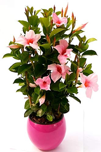 POWERS TO FLOWERS - DIPLADENIA ROSA A SPALLIERA IN VASO CERAMICA FUCSIA, pianta vera