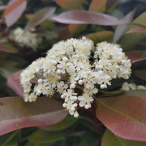 Glanzmispel Red RobinSamen, alte sorten Rote Glanzmispel Hecke gartenpflanzen heckenpflanzen winterhart sträucher immergrüne 400pcs