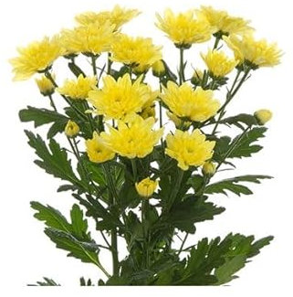 Flor de Crisantemo - Planta Natural - DECOALIVE - Planta Viva - Color Variado