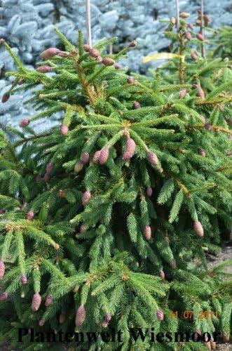 Zapfenfichte Picea abies Acrocona 70-80 cm im 10 Liter Pflanzcontainer