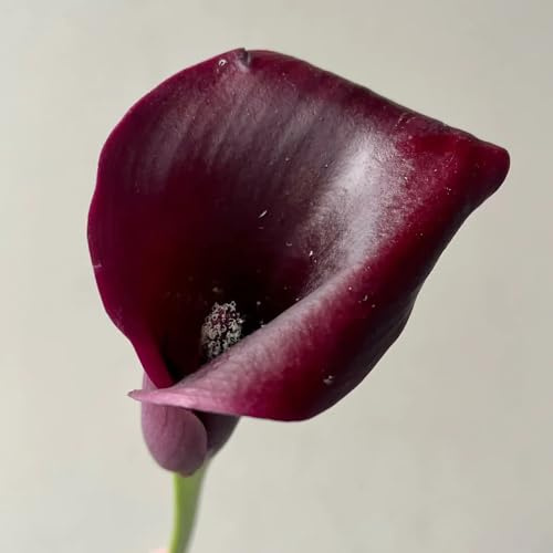 15bulbi di calla perenni resistenti - decorazione, appartamento di calle, freschi, decorazioni da giardino per esterno decorativi