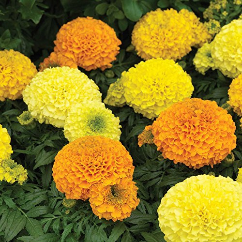 Marigold Seeds - Antigua Series - Mix - 25 Seed Packet - Tagetes erecta - Non-GMO, Open Pollinated - Flower Gardening