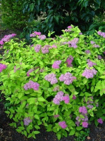 Zwerg Spiere Spieraea japonica Golden Princess 20-30 cm hoch 3 L Topf | Winterhart & pflegeleicht – goldgelbes Laub, bienenfreundlich, kompakter Wuchs für Beet & Rabatte