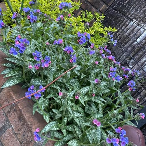 Semi di Pulmonaria, resistenti per il giardino semi di esotiche decorazione del giardino per esterno balcone del 400pcs