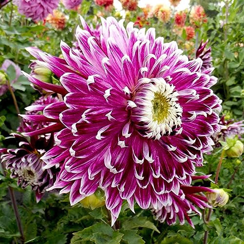 Dahlien Rhizomen, Dauerblüher, Einfach Zu ZüChten, GroßE Dahlie, Gemischte Farben, Winterhart MehrjäHrig, Seltene Rhizome,-10zwiebeln-B