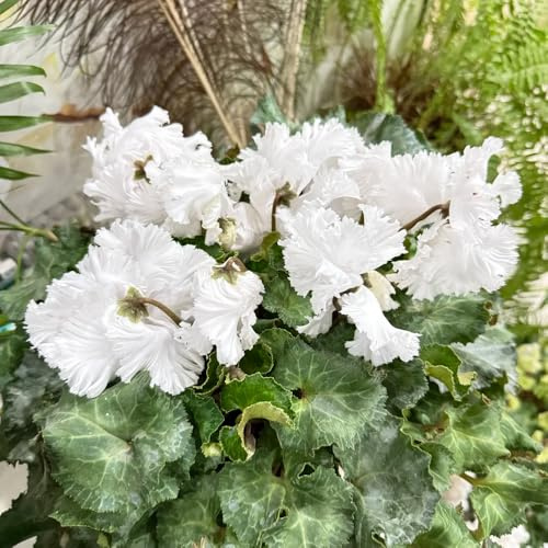 ciclamino - d'appartamento rare resistenti in vaso da esterno di semi di da balcone insoliti giardino balcone rampicanti, giardino roccioso 60semi