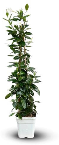 Attitude Jardin - Dipladenia pyramide - plante fleurie - 100-110 cm - ⌀ 17 cm - plante d'intérieur & extérieur - fleur blanche