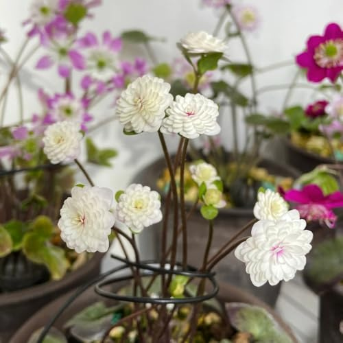 leberblümchen winterharte garten leberblümchensamen kräutergarten balkonpflanzen kräuterpflanzen, indoor kräutergarten steingartenpflanzen winterhart gartenblumen 100pcs