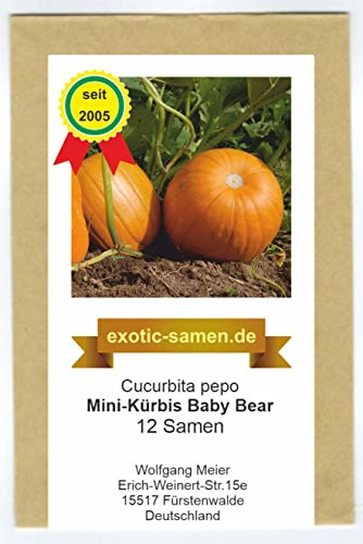 Baby Bear – Perfekter Mini-Kürbis – 1 kg schwer – samenfest – 12 Samen