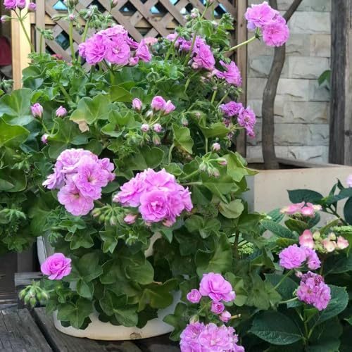 geranien hängend - pelargonium - gartenblumen balkonpflanzen wildblumen exotische blumenbeet seltene zimmerpflanzen bonsai balkon blumensamen gartendeko für draußen kräuterpflanzen 450samen