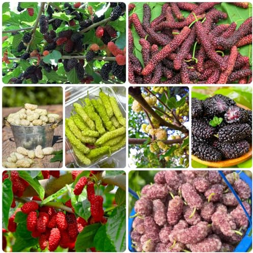 maulbeerbaum - obstbaum steingartenpflanzen maulbeeren zimmerpflanzen für sonnige plätze seltene säulenobstbäume schnell wachsende sträucher baumsamen gartendeko für draußen exotische 500samen