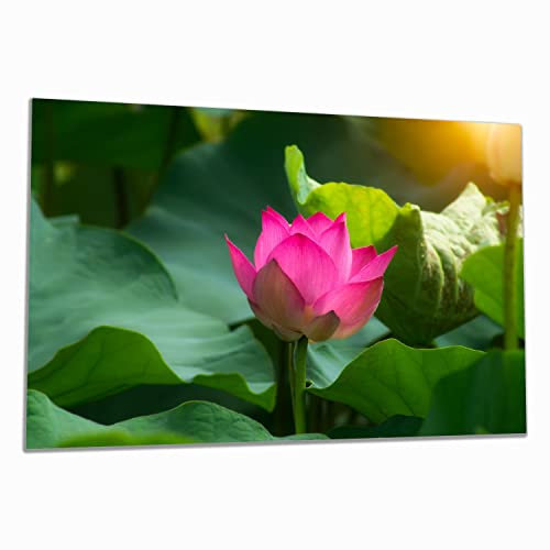 Wallario Herdabdeckplatte/Spritzschutz aus Glas, 1-teilig, 80x52cm mit 8 mm hohen Füßen, für Ceran- und Induktionsherde, Pinke Lotosblüte im Sonnenschein