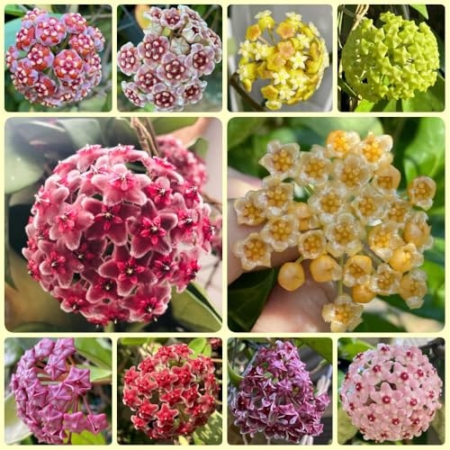 Semi di Hoya - da balcone resistenti Hoya carnosa - semi di Le da giardino roccioso sono resistenti d'appartamento 50pcs