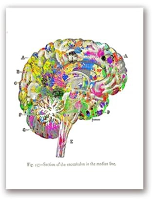 Supkancl Acquerello Medical Wall Art Stampe E Poster Polmone Cervello Cuore Anatomia Tela Pittura Pitture Murali Arredamento Ufficio Medico(2,20x25 cm No Frame)