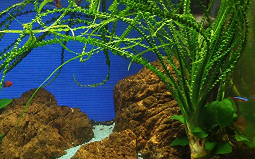 AquaOne Aquarium Pflanze Crinum calamistratum Wasserpflanze Knolle/Zwiebel | voll durchwurzelt einfach pflegeleicht Aquascaping Dekoration