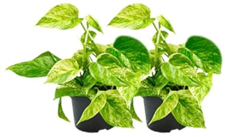 Epipremnum Marble Queen – Efeutute – 2 Pflanzen – Ø15cm / Ø12cm – Zimmerpflanzen mit marmorierten Blättern – Pflegeleichte Grünpflanzen im Doppelpack – Ideal für Wohnzimmer & Büro
