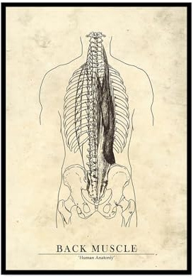 Stampa artistica da parete in stile retrò, motivo anatomia della schiena, stampa medica su tela, cuore, bacino, gamba, teschio, bacino, bacino, ospedale, clinica, ufficio, decorazione artistica da
