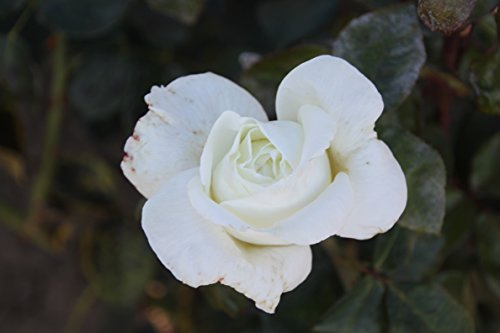 Duftrose d. Provence Roger Wittaker im 5 Liter Rosentopf
