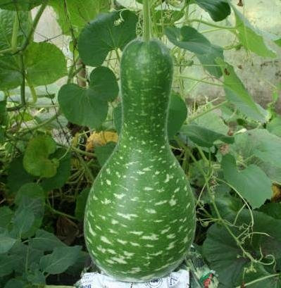 Zucca Cobra, semi di Swan con speckled - Lagenaria siceraria