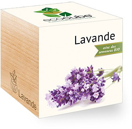 Ecocube Lavanda, certificado orgánico, kit de cultivo propio, regalo sostenible e inusual (100% ecológico), planta en un cubo de madera, fabricado en Austria