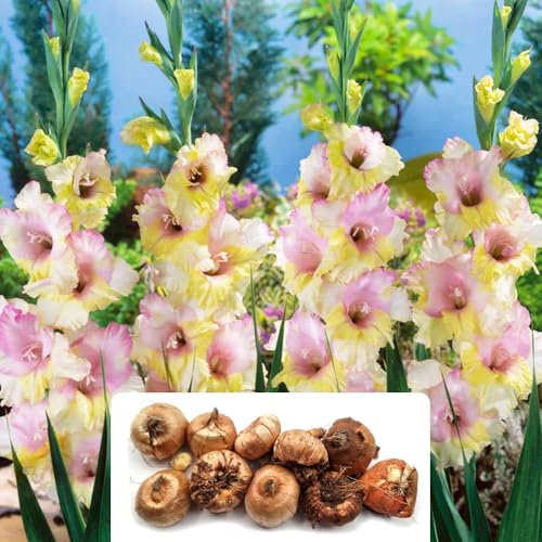 10 Gladiolus Mon Amour Bulbs – Stunning Tricolour Blooms in Soft Pastels – Summer-Flowering Perennials – Perfect for UK Gardens & Climate Conditions