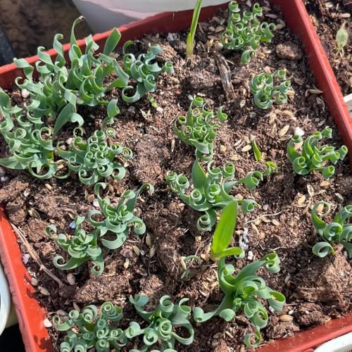 Semillas de Albuca Spiralis, resistentes para el jardín de interior semillas balcón oficina decorativas exóticas suculentas 100pcs