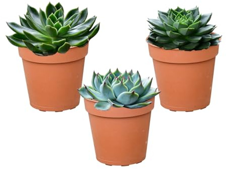 Green Me Up Mini Sukkulenten - Babypflanzen Trio Echeveria - echte Pflegeleichte Zimmerpflanzen - 3er Set im 9 cm Topf - sonnig bis hell und dekorativ - frisch aus der Gärtnerei