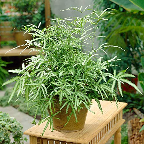 GardenersDream Pteris Albolineata Fern Plant in Pot – Evergreen Cretan Brake Fern – Decorative Air-Purifying Indoor Plant - Perennial Houseplant for Home and Office (25–35 cm, incl. 12 cm Pot)