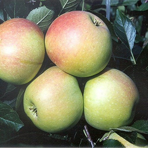 James Grieve, saftiger Sommerapfel Buschbaum August-September reif, ca. 110-140 cm, Unterlage: M 26