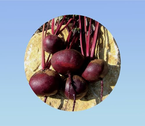50 Graines de Betterave Égyptienne - Betterave Plate, Variété Précoce et Facile à Cultiver