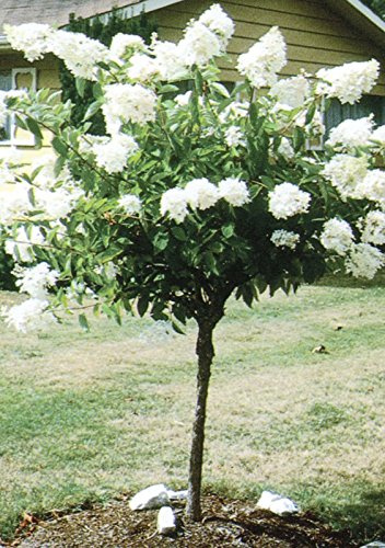 Graines de fraises à la vanille de Chine de fleur d'hortensia Agramsero pour la plantation à la maison Vase de jardin vivace Bonsaï Etc Etc