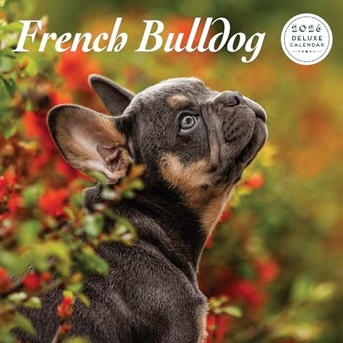 Fransk bulldog 2026 Deluxe Kalender