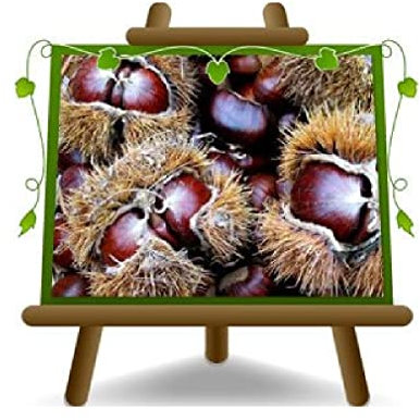 EURO PLANTS VIVAI Marroni Euro Giapponesi Marsol Pianta da Frutto su Vaso ø 15 cm - Altezza 100-120 cm - Età 2 Anni