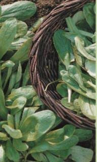 305 Seeds of Lambs Lettuce Corn Salad, Simply Garden Fresh Herbs Vegetable Fruit Seeds Grow Your Own Indoor Outdoor