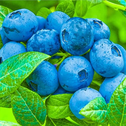 Topf-Heidelbeere Blaubeeren Pflanze Chandler 1 Pflanze, DIE GRÖSSTEN FRÜCHTE, Vaccinium corymbosum reichtragend Heidelbeere für Töpfe & Kübel, Heidelbeere für Balkon, Terrasse oder Garten, Winterhart