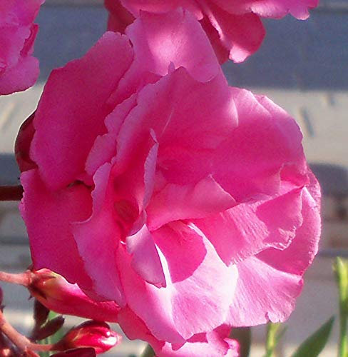 Seeds Oleander Beguiling Scent Bright Pink with Double Flowers 3 Freshly Wood Cuttings: Seeds Only (Not Live Plants)