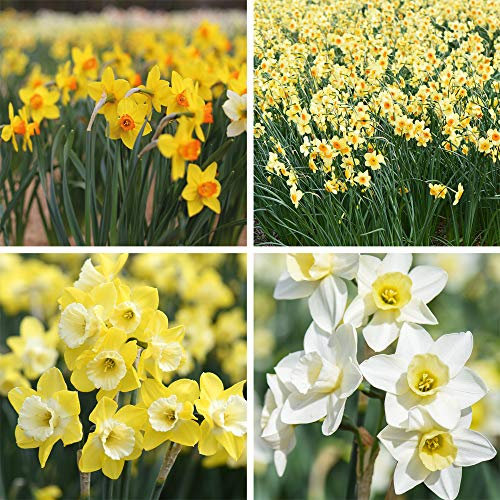 Daffodil Jonquilla Hardy Garden Bulbs, Spring Flowering, Highly Scented Flowers, Easy to Establish, Ideal for Garden Borders & Patios, 50 x Daffodil (Narcissus) Bulbs by Thompson & Morgan