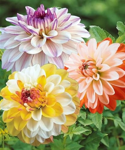 Dahlia/Strong Plants that Grow Well/Mix Golden Jade Carving Feels/Crop for Planting Now UK -12 Bulbs-f