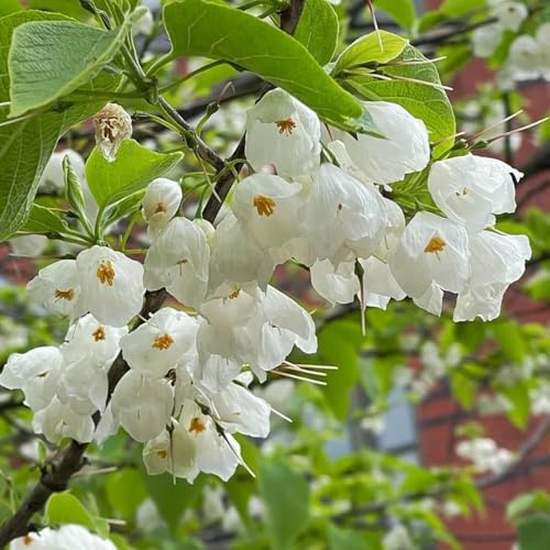 Semillas del árbol de campanilla de invierno, resistentes Árbol lirio los valles decoraciones jardín al aire libre, exóticas para balcón 50pcs