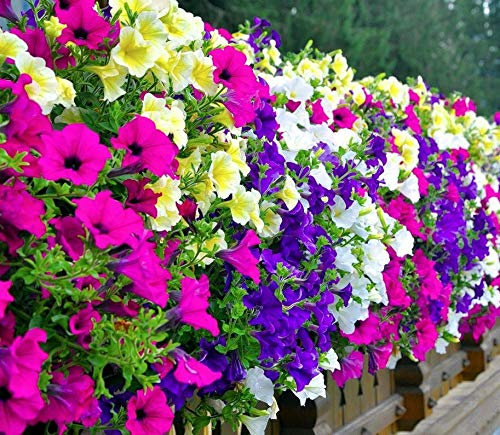 Hänge-, Balkon-Petunie Petunia hybrida pendula Mix 500 Samen