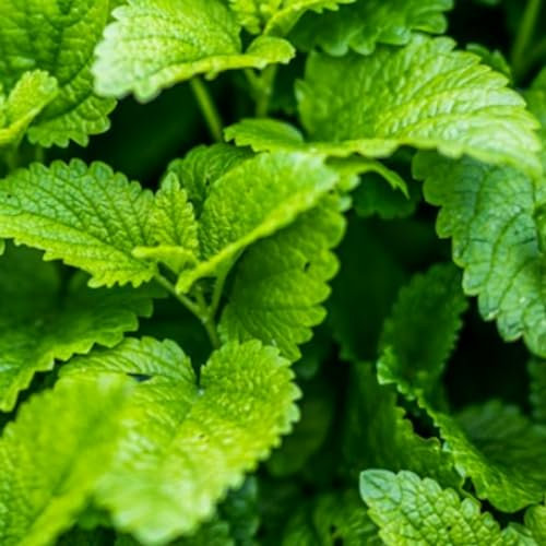 Lemon Balm Seeds - 400 Fresh Lemon Balm Herb Seeds – Plant and Grow Your Own Herbs Ideal for Greenhouse, Garden, Polytunnel, Growbags, Large Pots or Containers - Packed in The UK by Meldon Seeds