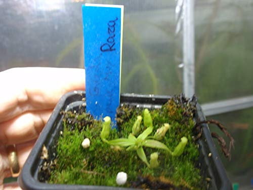 10PCS Brocca Pianta comune Nepenthes semi di fiore carnivori