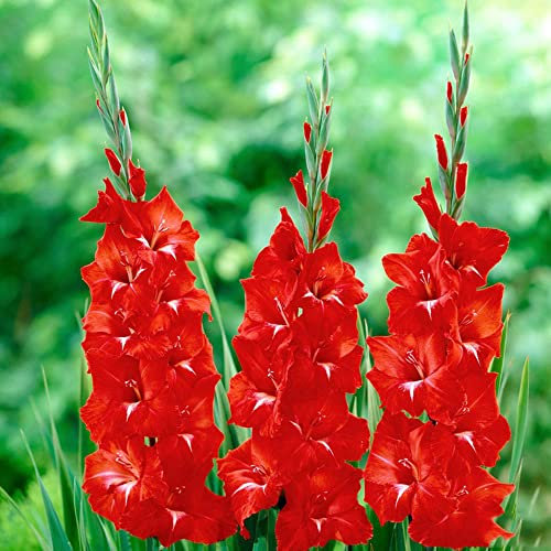 schone Gladiolus Large Flowering – Glowing Addition – Perennial – Summer Flowering Bulbs – for Your Beautiful Garden (10 x Gladiolus Large Flowering Traderhorn), Red